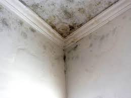 Best Mold Odor Removal Services  in Lexington, OK