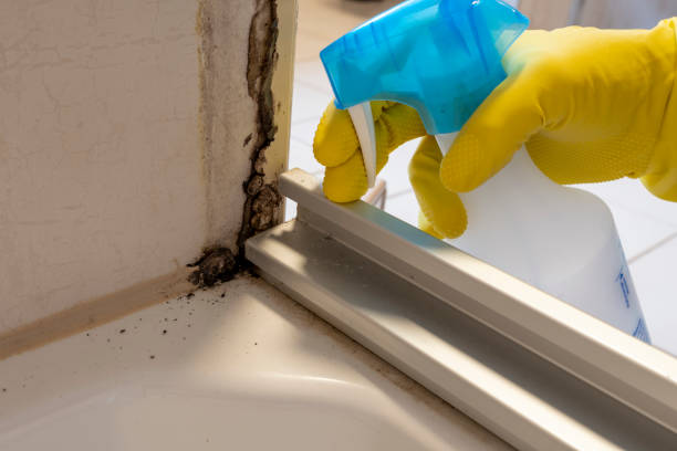 Best Mold Damage Restoration  in Lexington, OK