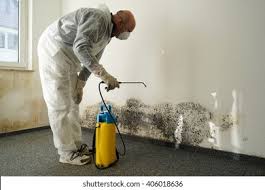 Best Black Mold Removal  in Lexington, OK